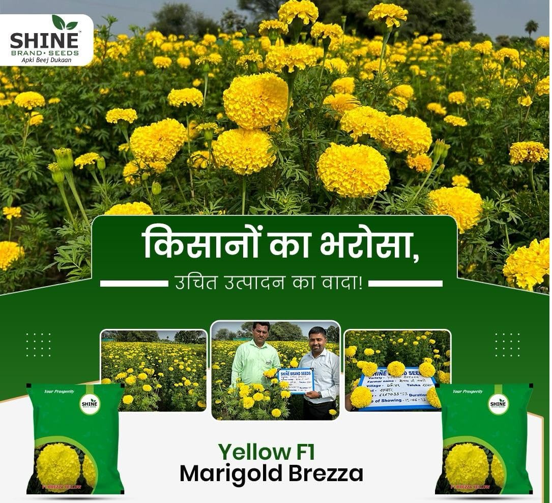 Shine Brand Seeds Marigold Brezza Yellow F1 - Genda Fool Ke Beej